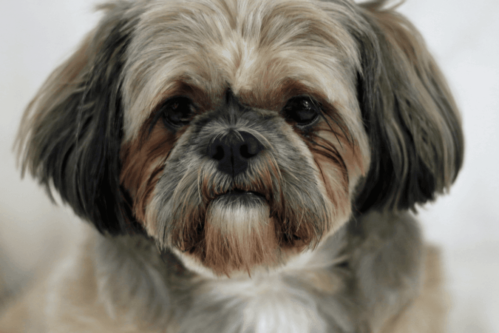 Raças Pequenas de Cachorro